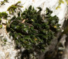 Grimmia Dry Rock Moss thumbnail 1