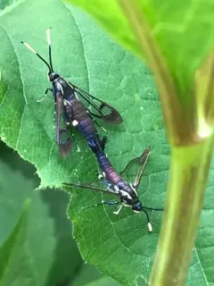 Arrowwood Clearwing Moth thumbnail 1