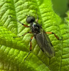 Bibio palliatus thumbnail 4