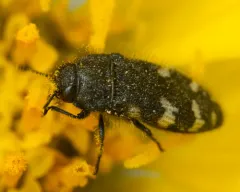 Acmaeodera idahoensis thumbnail 4