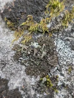 Shingled Camouflage Lichen thumbnail 4