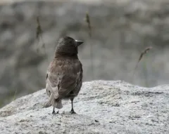 Black Rosy-Finch thumbnail 2