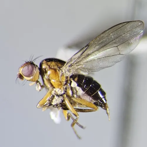 Allopiophila luteata