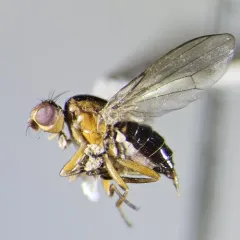 Allopiophila luteata thumbnail 1