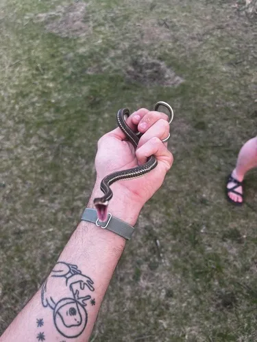 Western Ribbon Snake