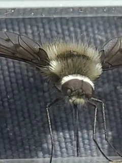 White-headed Bee Fly thumbnail 2