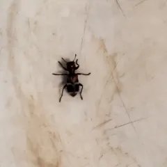 Enoclerus nigripes thumbnail 3