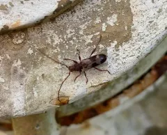Hybodera tuberculata thumbnail 4