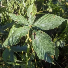 New England blackberry thumbnail 3