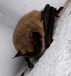 Western Small-footed Myotis thumbnail 1