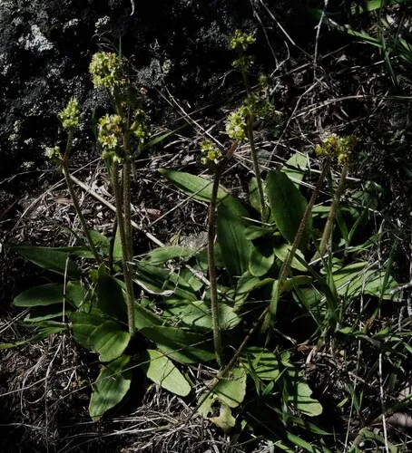 Peak Saxifrage