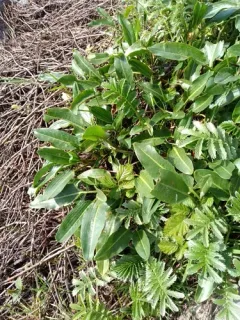 Thickleaf Willow Dock thumbnail 1