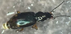 Bembidion connivens thumbnail 2