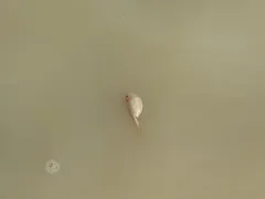 Lynch Tadpole Shrimp thumbnail 2