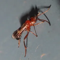 Gelis tenellus thumbnail 2
