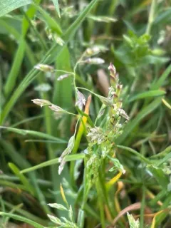 Early Meadow-grass thumbnail 3