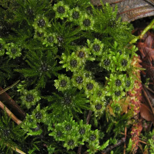 Menzies' Tree Moss