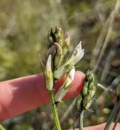 Idaho milkvetch thumbnail 3