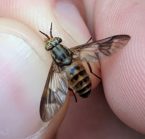 Atlantic Deer Fly