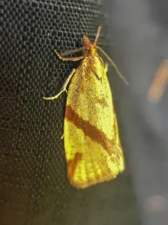 Clepsis moeschleriana thumbnail 4