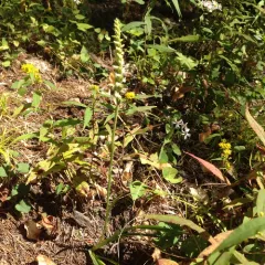yellow nodding ladies' tresses thumbnail 2