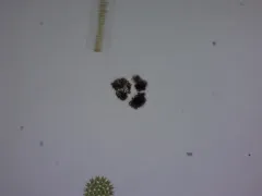 Microcystis botrys thumbnail 2