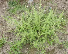 prostrate pigweed thumbnail 2