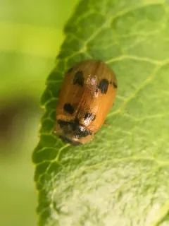 American Aspen Beetle thumbnail 2