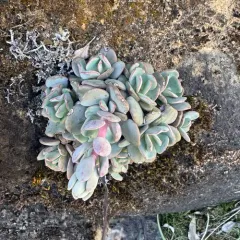 roseflower stonecrop thumbnail 3