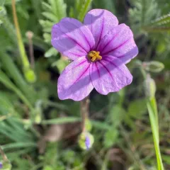 Mediterranean Stork's-bill thumbnail 4
