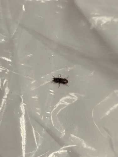Broadhorned Flour Beetle