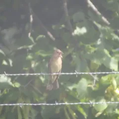 Blue Grosbeak thumbnail 2