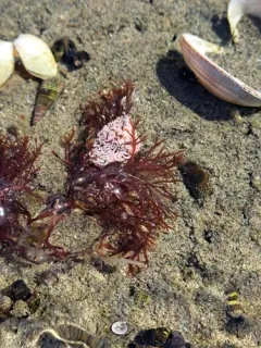 Rhodymenia californica thumbnail 4