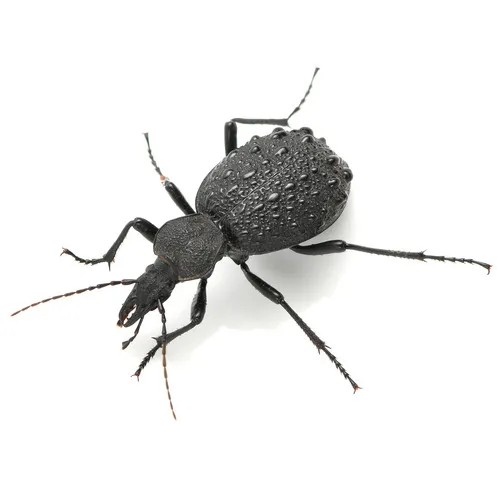 Cychrus tuberculatus