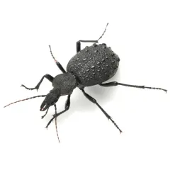 Cychrus tuberculatus thumbnail 1