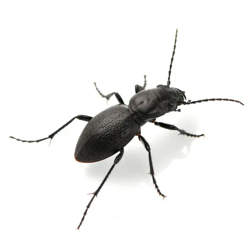 Audouin's Night-stalking Tiger Beetle