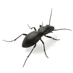Audouin's Night-stalking Tiger Beetle thumbnail 1
