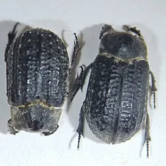 Trox unistriatus thumbnail 2