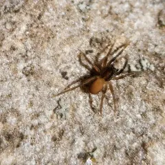 Trabeops aurantiacus thumbnail 4