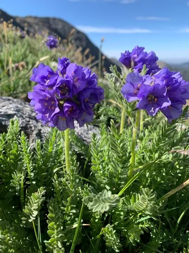 Rocky Mountain Jacob's Ladder