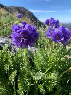 Rocky Mountain Jacob's Ladder thumbnail 1