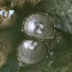 fluted bird's nest fungus thumbnail 1