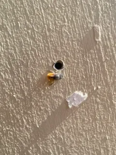 European Orchard Bee thumbnail 4