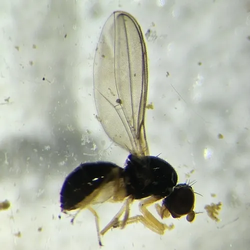 Leiomyza curvinervis