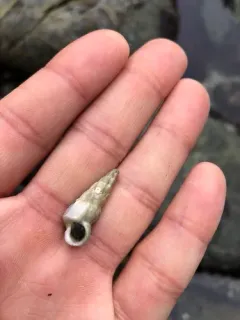 Boreal Wentletrap thumbnail 3