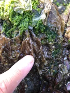 Pyropia perforata thumbnail 3