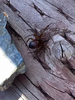 Noble False Widow thumbnail 4