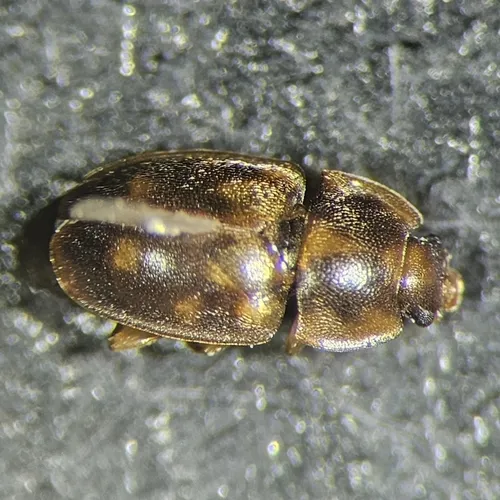 Epuraea peltoides