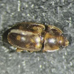 Epuraea peltoides thumbnail 1