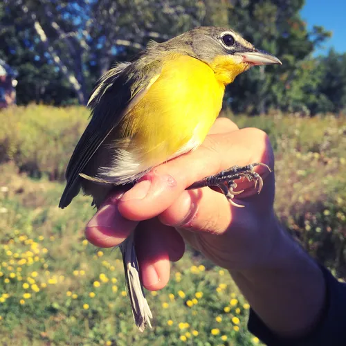 Yellow-breasted Chat